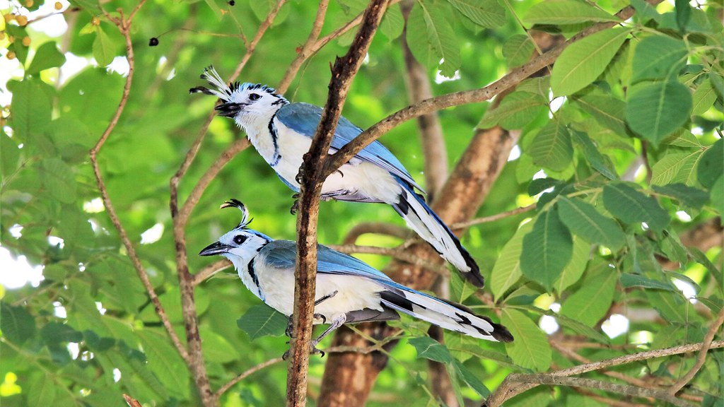 The Most Common Costa Rican Birds in Las Catalinas